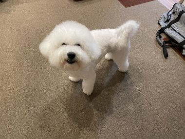 ビションフリーゼ　おもち  おもちゃんマッサージの日 IMG_0753-380x285