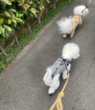 ビションフリーゼ　おもち  ふくらむちゃん生クリームの目 IMG_0776-328x380