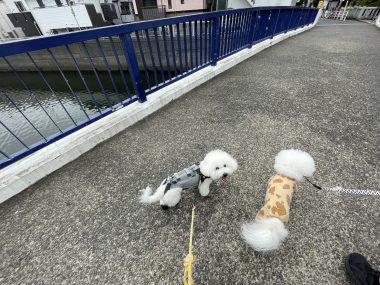 ビションフリーゼ　おもち  ふくらむちゃん生クリームの目 IMG_0778-380x285