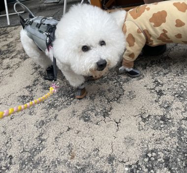 ビションフリーゼ　おもち  ふくらむちゃん生クリームの目 IMG_0781-380x353