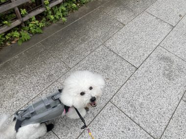 ビションフリーゼ　おもち  ふくらむちゃん生クリームの目 IMG_0793-380x285