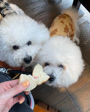 ビションフリーゼ　おもち  ふくらむちゃん生クリームの目 IMG_0796-306x380