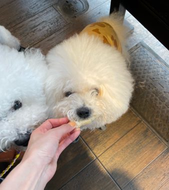 ビションフリーゼ　おもち  ふくらむちゃん生クリームの目 IMG_0797-338x380