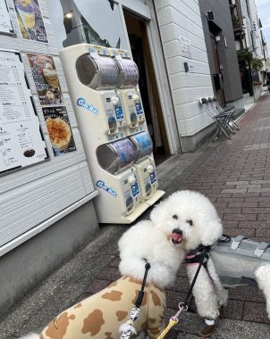 ビションフリーゼ　おもち  ふくらむちゃん生クリームの目 IMG_0801-302x380