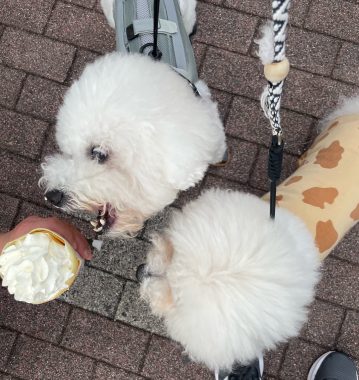 ビションフリーゼ　おもち  ふくらむちゃん生クリームの目 IMG_0806-359x380