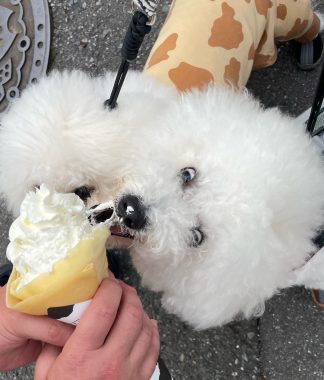 ビションフリーゼ　おもち  ふくらむちゃん生クリームの目 IMG_0808-324x380