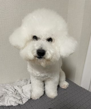 ビションフリーゼ　おもち  ふくらむちゃん生クリームの目 IMG_0810-320x380