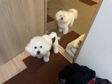 ビションフリーゼ　おもち  ふくらむちゃん生クリームの目 IMG_0812-380x285
