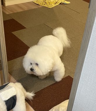 ビションフリーゼ　おもち  ふくらむちゃん生クリームの目 IMG_0813-329x380