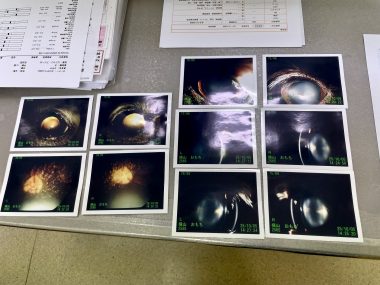 ビションフリーゼ　おもち  おもち、心肥大のお薬始めました IMG_0842-380x285