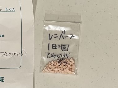 ビションフリーゼ　おもち  おもち、心肥大のお薬始めました IMG_0843-380x285
