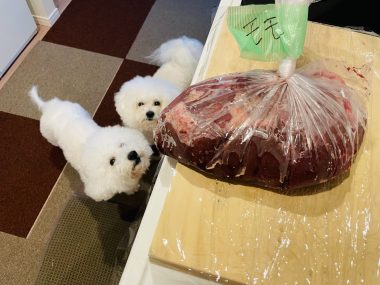 ビションフリーゼ　おもち  こぎみゅんとくらみゅん♡ IMG_0886-380x285