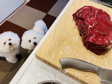 ビションフリーゼ　おもち  こぎみゅんとくらみゅん♡ IMG_0887-380x285