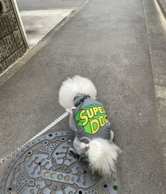 ビションフリーゼ　おもち  こぎみゅんとくらみゅん♡ IMG_0890-325x380