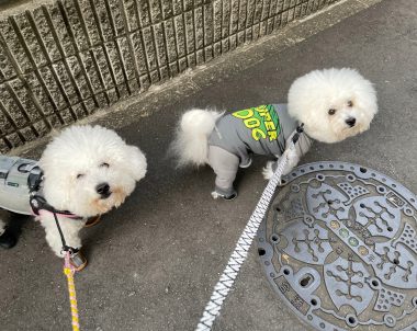 ビションフリーゼ おもち  こぎみゅんとくらみゅん♡ IMG_0892_Original-380x302 ビションフリーゼ おもち  こぎみゅんとくらみゅん♡ IMG_0892_Original-380x302
