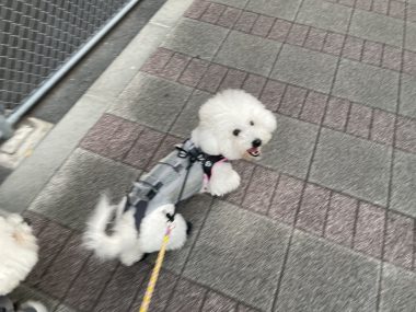 ビションフリーゼ　おもち  こぎみゅんとくらみゅん♡ IMG_0893-380x285