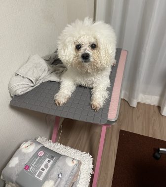 ビションフリーゼ　おもち  こぎみゅんとくらみゅん♡ IMG_0896-336x380