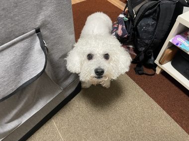 ビションフリーゼ　おもち  こぎみゅんとくらみゅん♡ IMG_0897-380x285