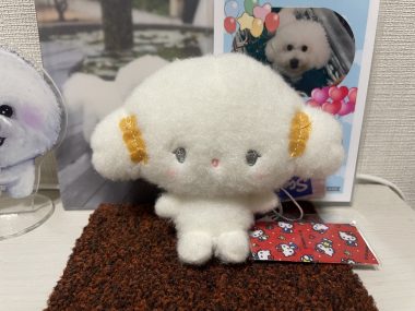 ビションフリーゼ　おもち  こぎみゅんとくらみゅん♡ IMG_0898-380x285