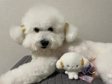 ビションフリーゼ　おもち  こぎみゅんとくらみゅん♡ IMG_0900-380x285