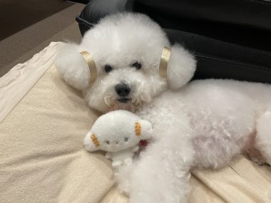 ビションフリーゼ　おもち  こぎみゅんとくらみゅん♡ IMG_0901-380x285