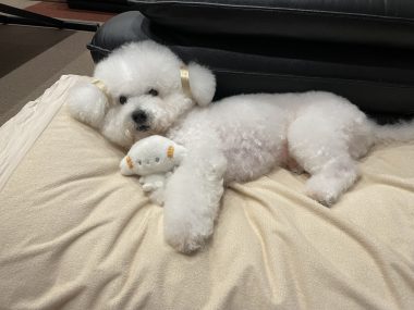 ビションフリーゼ　おもち  こぎみゅんとくらみゅん♡ IMG_0903-380x285