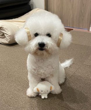 ビションフリーゼ　おもち  こぎみゅんとくらみゅん♡ IMG_0907-313x380