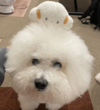 ビションフリーゼ　おもち  こぎみゅんとくらみゅん♡ IMG_0908-347x380