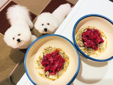 ビションフリーゼ　おもち  こぎみゅんとくらみゅん♡ IMG_0911-380x285