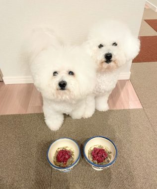 ビションフリーゼ　おもち  こぎみゅんとくらみゅん♡ IMG_0912-316x380