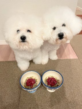 ビションフリーゼ　おもち  こぎみゅんとくらみゅん♡ IMG_0914-285x380