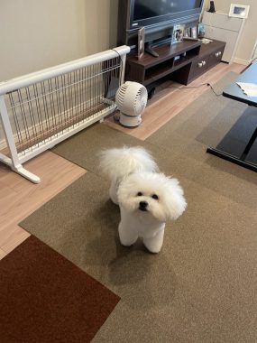 ビションフリーゼ　おもち  おもちふくらむトリミング IMG_0931-scaled-e1761832625188-285x380