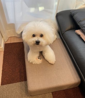 ビションフリーゼ　おもち  おもちふくらむトリミング IMG_0932-330x380