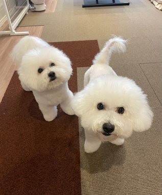 ビションフリーゼ　おもち  おもちふくらむトリミング IMG_0933-317x380