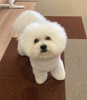 ビションフリーゼ　おもち  おもちふくらむトリミング IMG_0934-329x380