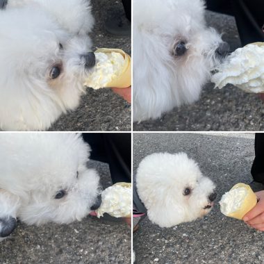 ビションフリーゼ おもち おもふくおじさんぽ彡 B81FCE42-6EE3-40E2-95DC-59A26C2174F1-380x380 ビションフリーゼ おもち おもふくおじさんぽ彡 B81FCE42-6EE3-40E2-95DC-59A26C2174F1-380x380