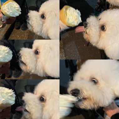 ビションフリーゼ　おもち  二子玉のイベント行ってきました！ E70069EF-0F11-4E06-AF63-93D157E9571B-380x380