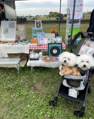 ビションフリーゼ　おもち  二子玉のイベント行ってきました！ IMG_0947-300x380