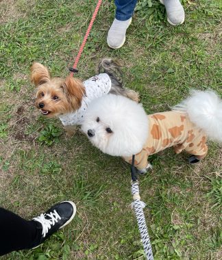 ビションフリーゼ　おもち  二子玉のイベント行ってきました！ IMG_0955-324x380