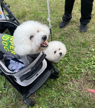 ビションフリーゼ　おもち  二子玉のイベント行ってきました！ IMG_0956-333x380