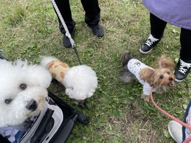 ビションフリーゼ　おもち  二子玉のイベント行ってきました！ IMG_0958-380x285
