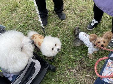 ビションフリーゼ　おもち  二子玉のイベント行ってきました！ IMG_0959-380x285