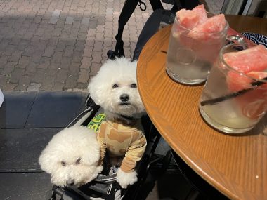 ビションフリーゼ　おもち  二子玉のイベント行ってきました！ IMG_0960-380x285