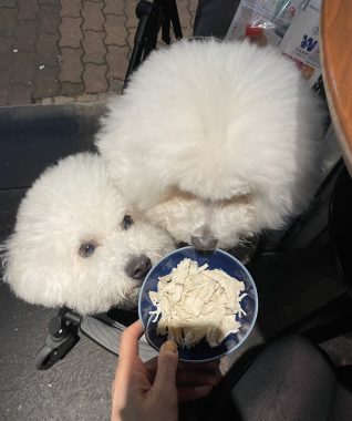 ビションフリーゼ　おもち  二子玉のイベント行ってきました！ IMG_0965-318x380