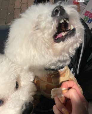 ビションフリーゼ　おもち  二子玉のイベント行ってきました！ IMG_0968-309x380