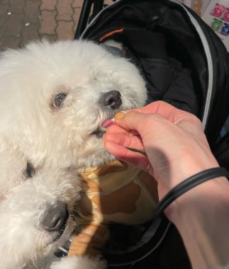 ビションフリーゼ　おもち  二子玉のイベント行ってきました！ IMG_0969-323x380