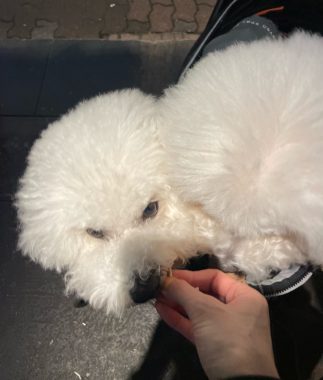 ビションフリーゼ　おもち  二子玉のイベント行ってきました！ IMG_0970-323x380