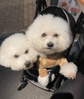 ビションフリーゼ　おもち  二子玉のイベント行ってきました！ IMG_0971-323x380