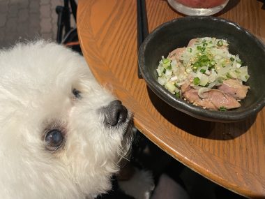 ビションフリーゼ　おもち  二子玉のイベント行ってきました！ IMG_0975-380x285