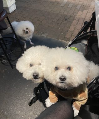 ビションフリーゼ　おもち  二子玉のイベント行ってきました！ IMG_0977-317x380